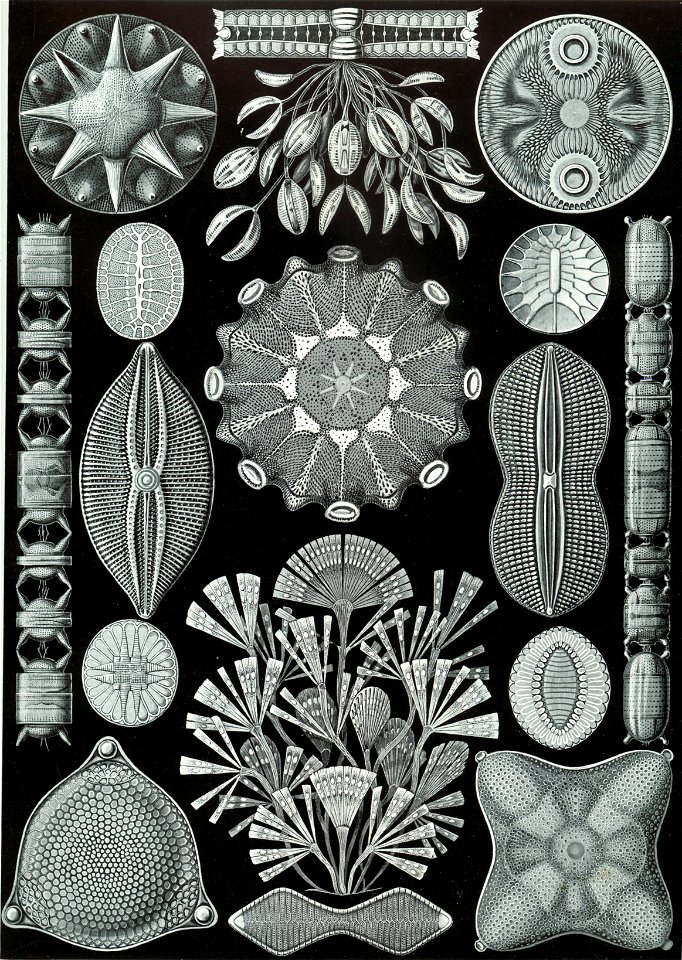 Haeckel Diatomea