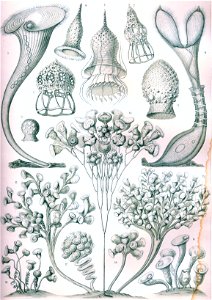 Haeckel Ciliata