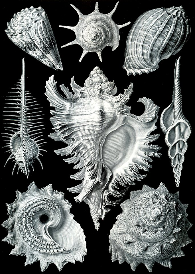 Haeckel Prosobranchia