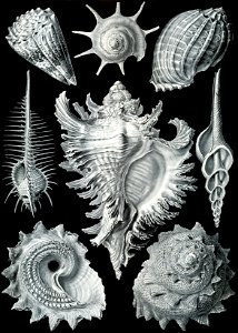 Haeckel Prosobranchia