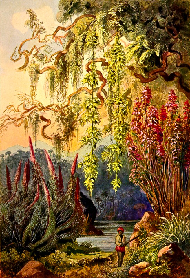 Haeckel 07