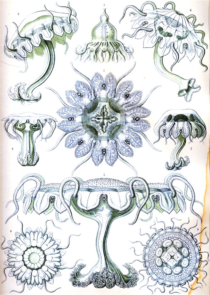 Haeckel Discomedusae 18