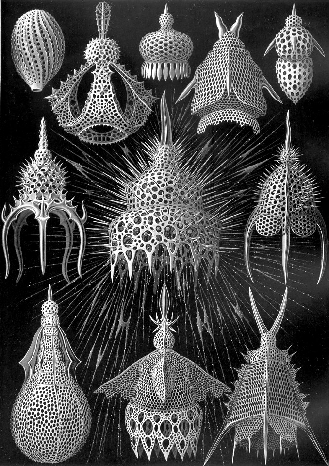 Haeckel Cyrtoidea