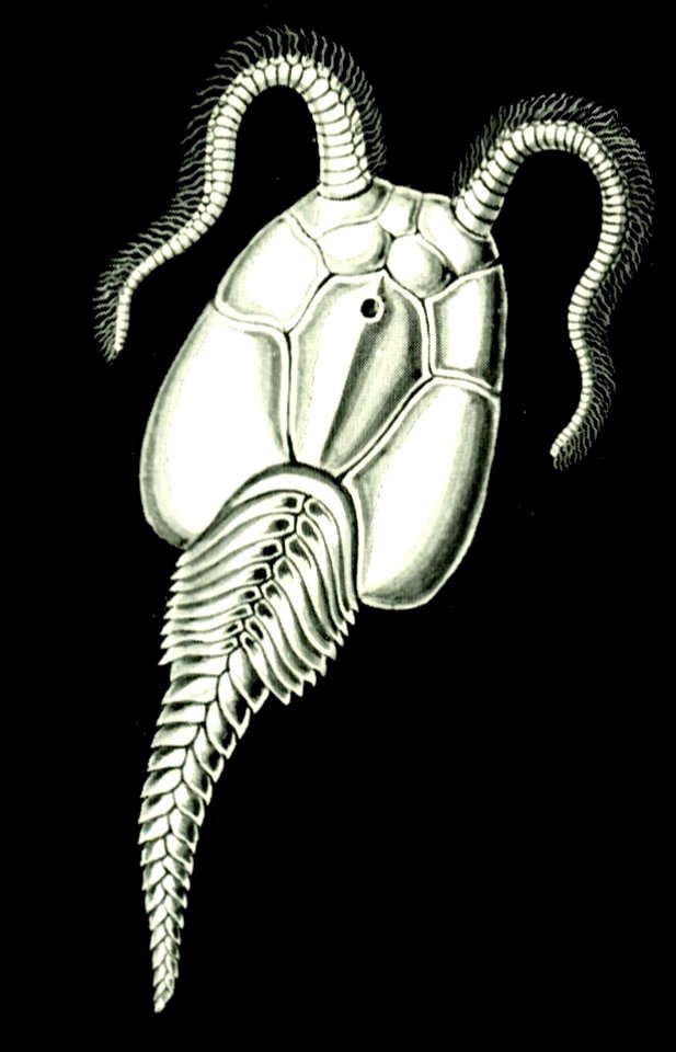 Haeckel Amphoridea-1a