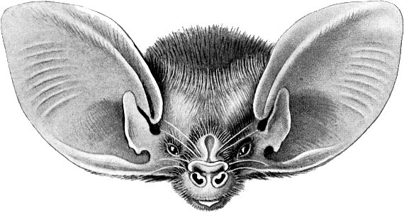 Haeckel Chiroptera Nyctophilus geoffroyi geoffroyi