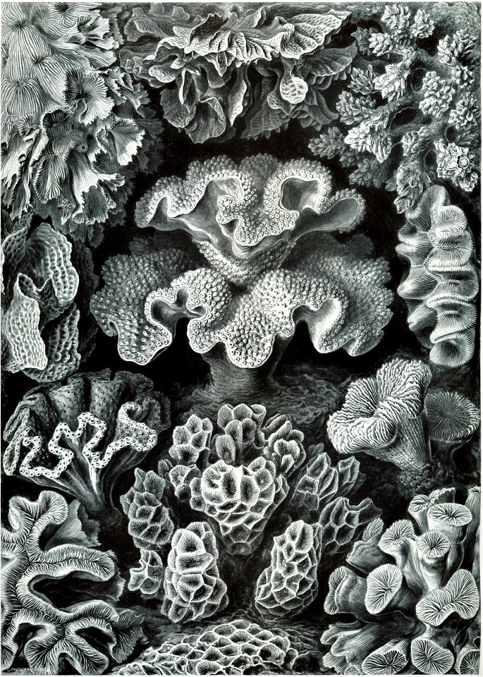 Haeckel Hexacoralla 69