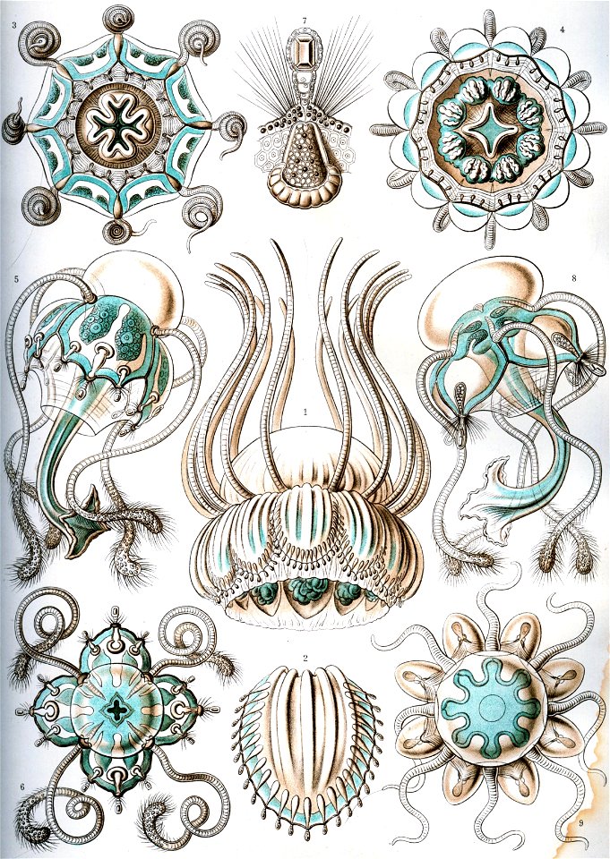 Haeckel Narcomedusae
