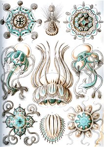 Haeckel Narcomedusae
