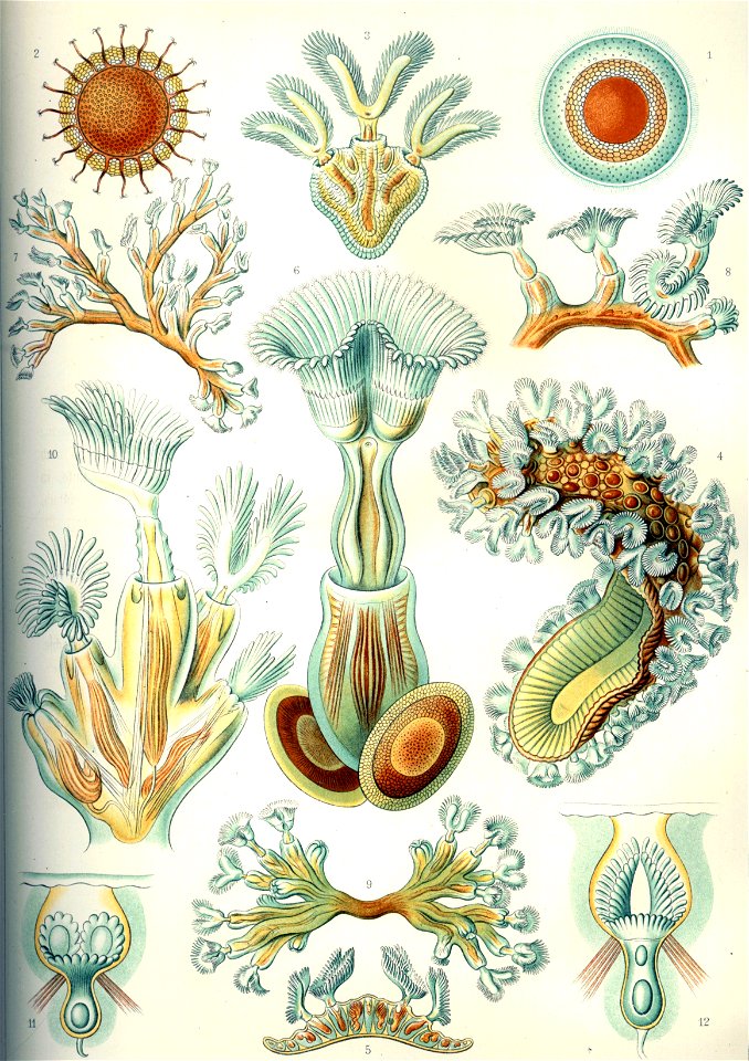 Haeckel Bryozoa