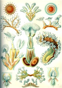 Haeckel Bryozoa