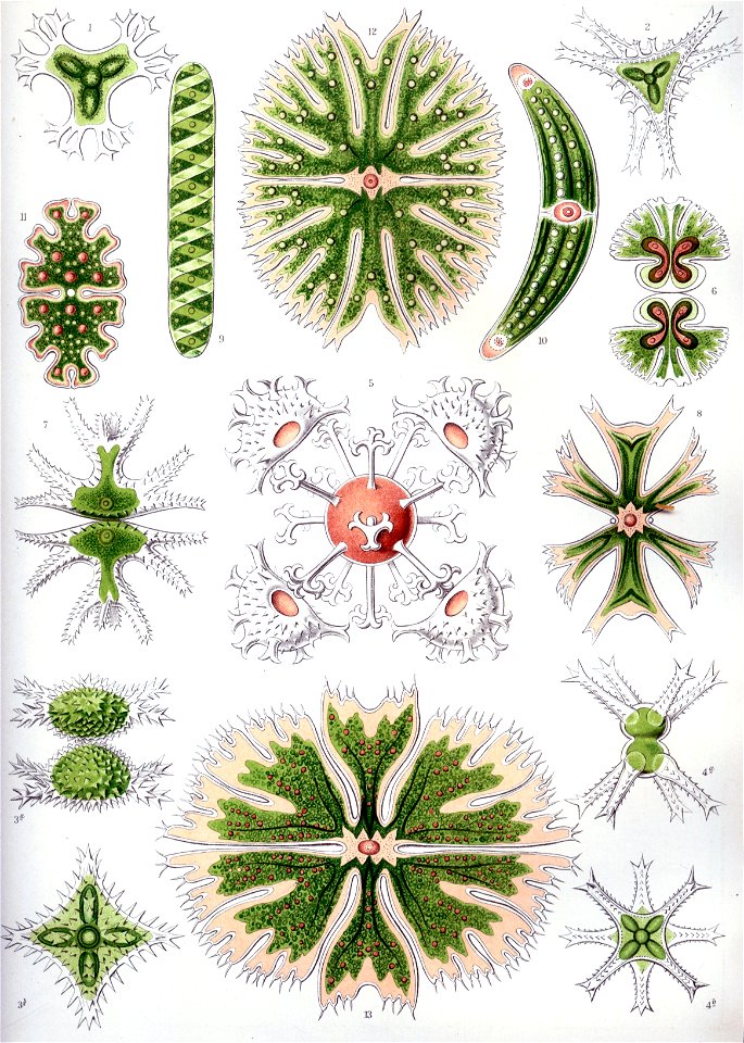 Haeckel Desmidiea