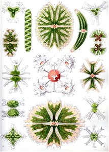 Haeckel Desmidiea