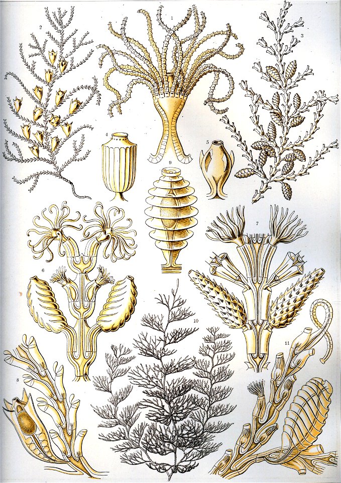 Haeckel Sertulariae