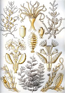 Haeckel Sertulariae