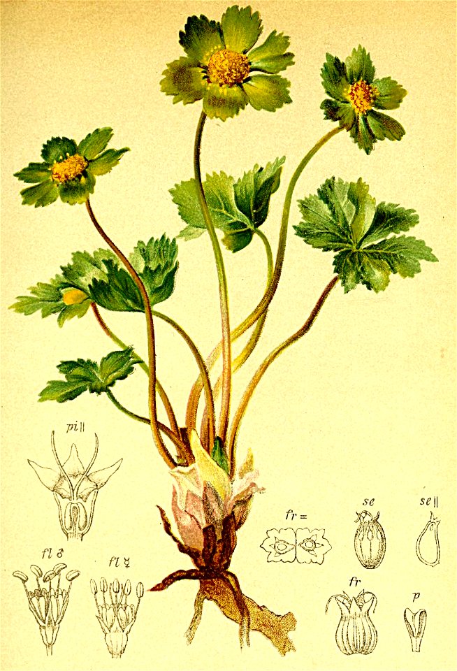 Hacquetia epipactis Atlas Alpenflora