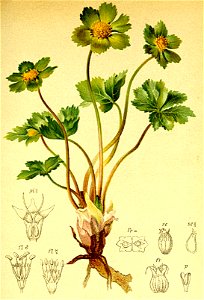 Hacquetia epipactis Atlas Alpenflora