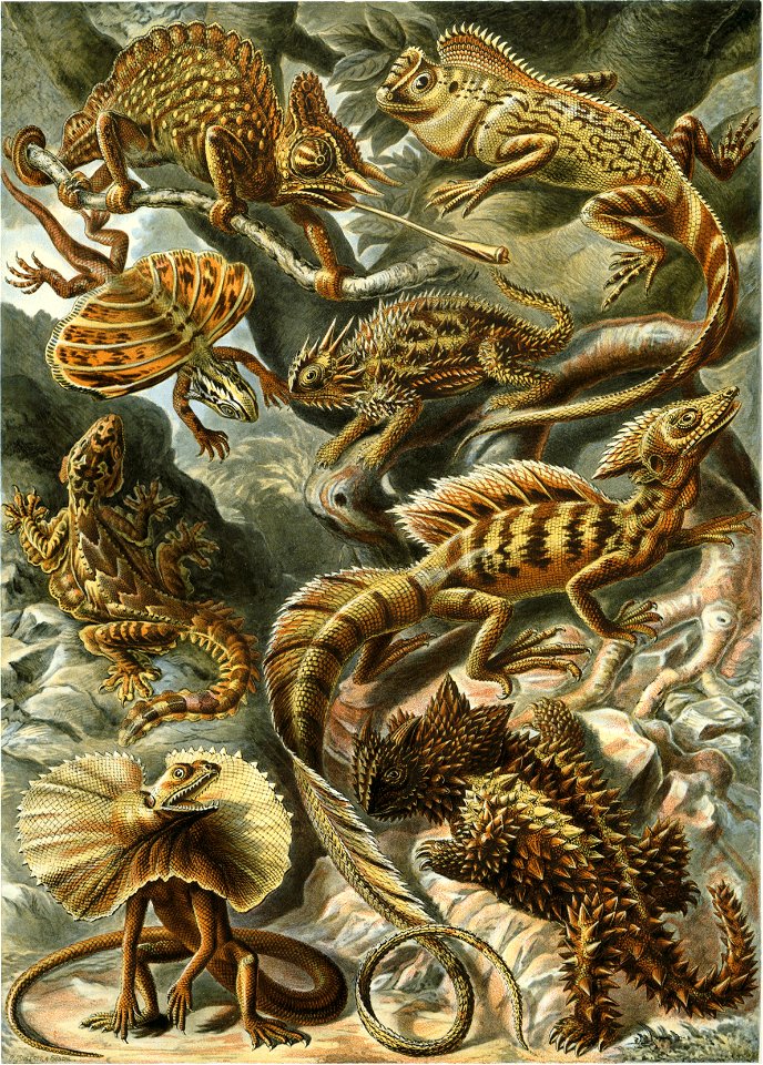 Haeckel Lacertilia