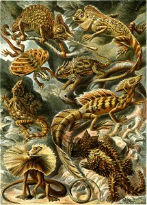 Haeckel Lacertilia
