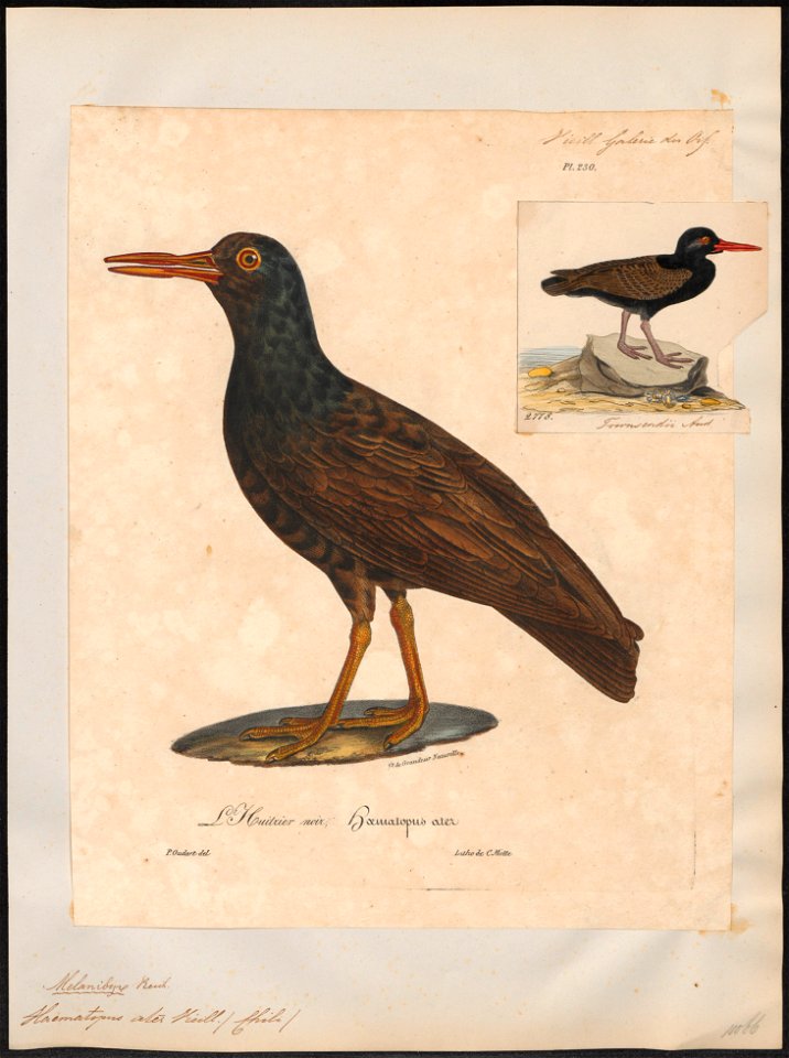 Haematopus ater - 1825-1834 - Print - Iconographia Zoologica - Special Collections University of Amsterdam - UBA01 IZ17300021