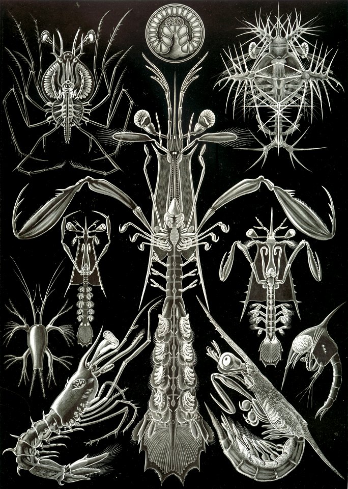 Haeckel Thoracostraca