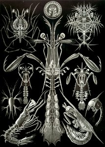 Haeckel Thoracostraca