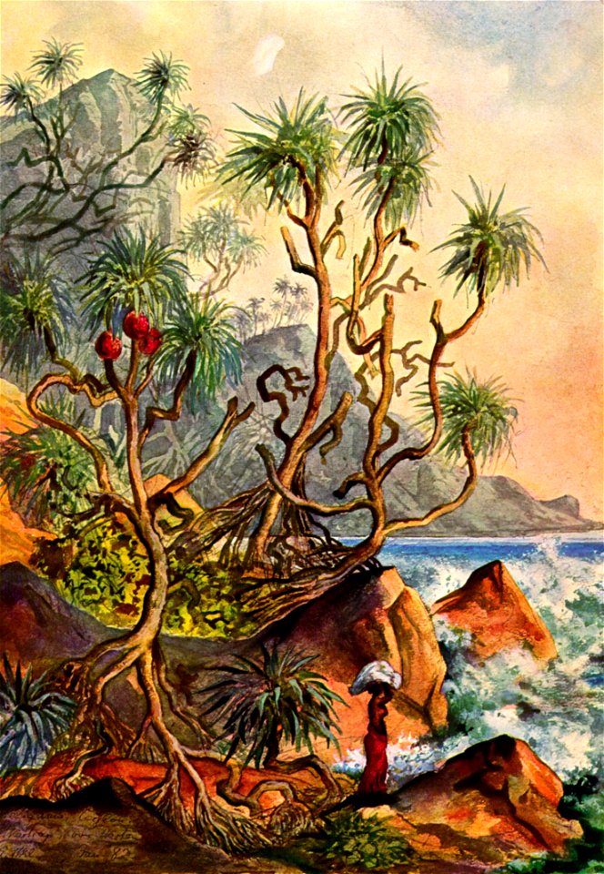 Haeckel 06