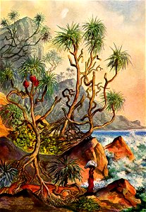 Haeckel 06