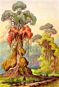Haeckel 14