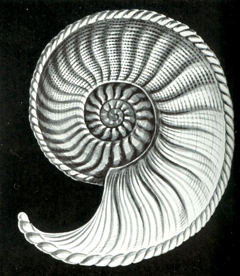 Haeckel Amaltheus margaritatus