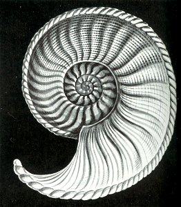 Haeckel Amaltheus margaritatus