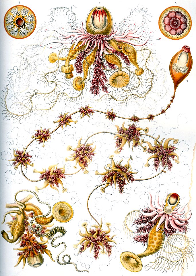 Haeckel Siphonophorae 7