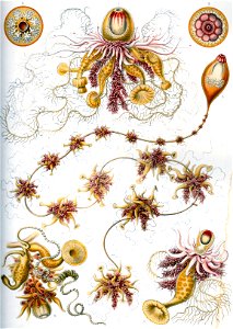 Haeckel Siphonophorae 7