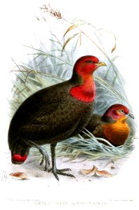 HaematortyxSanguinicepsKeulemans