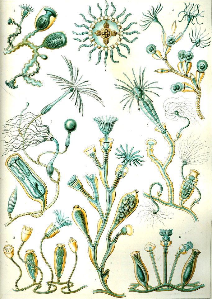 Haeckel Campanariae