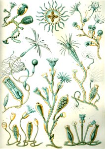 Haeckel Campanariae