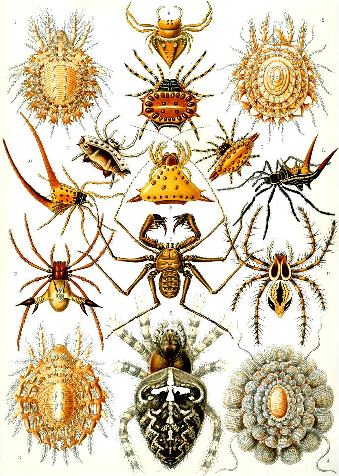 Haeckel Arachnida