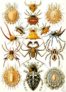 Haeckel Arachnida