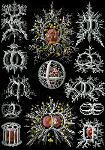 Haeckel Stephoidea edit. Free illustration for personal and commercial use.