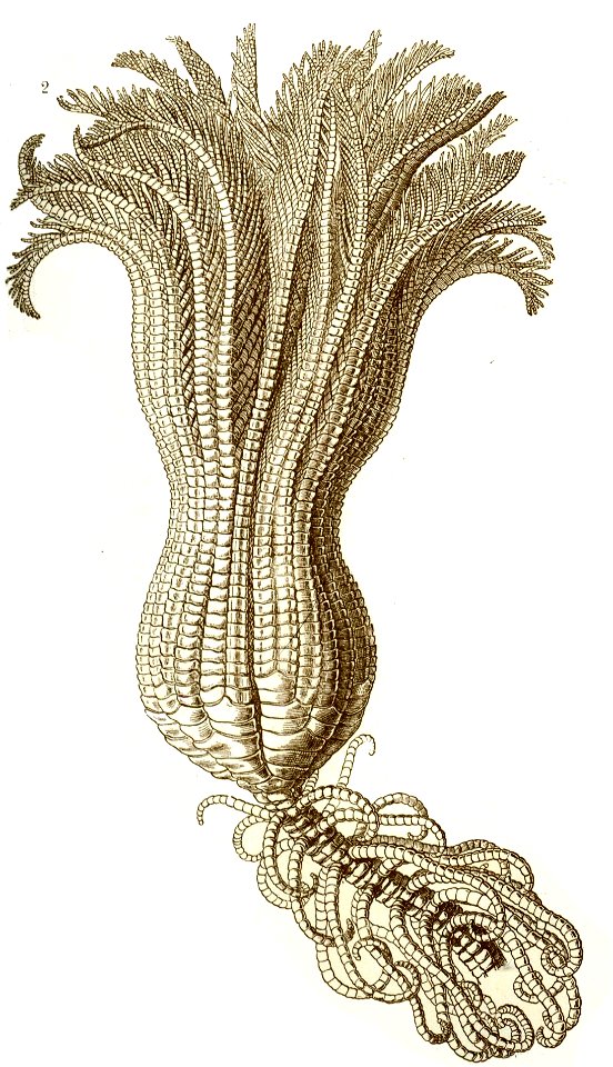 Haeckel Crinoidea 2 Endoxocrinus maclearanus