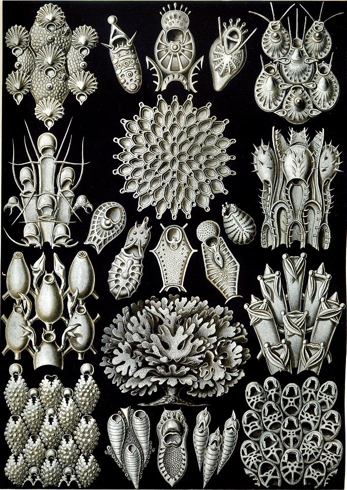 Haeckel Bryozoa 33