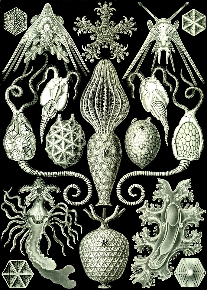 Haeckel Amphoridea