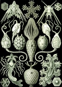 Haeckel Amphoridea