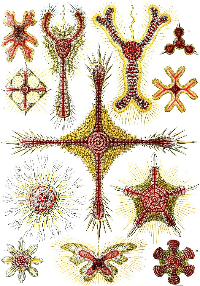 Haeckel Discoidea