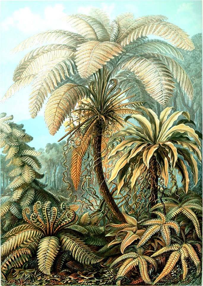 Haeckel Filicinae 92
