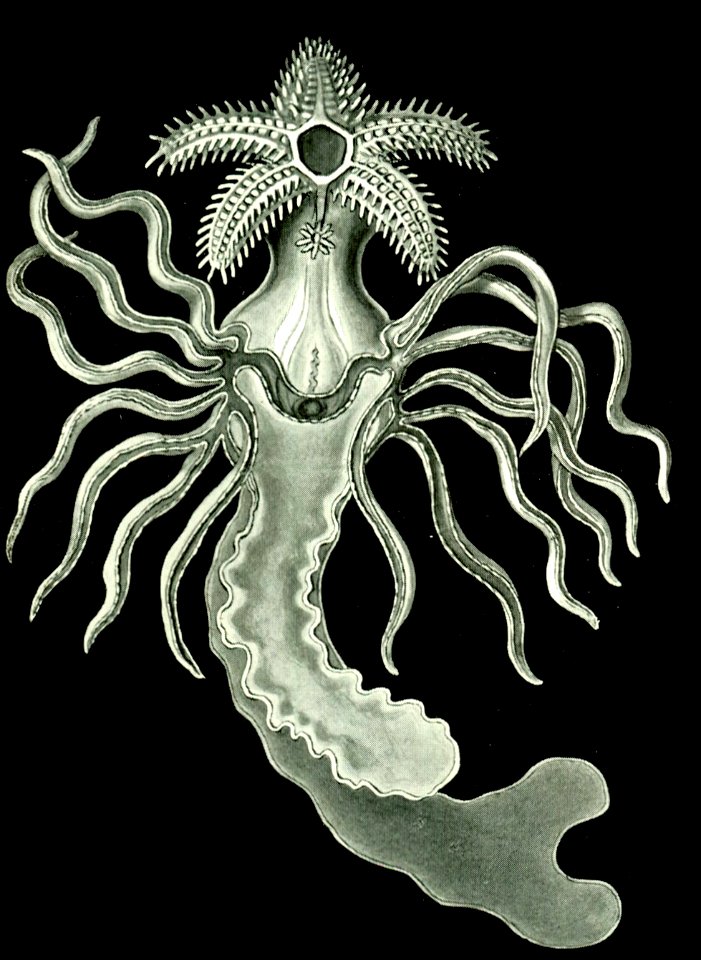 Haeckel Amphoridea-11
