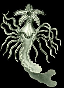 Haeckel Amphoridea-11