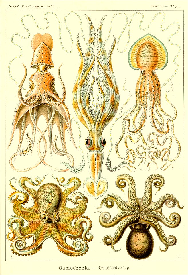 Haeckel Gamochonia
