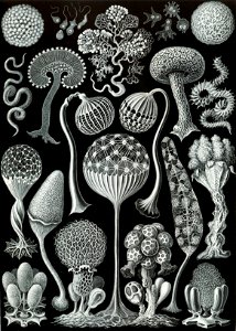 Haeckel Mycetozoa