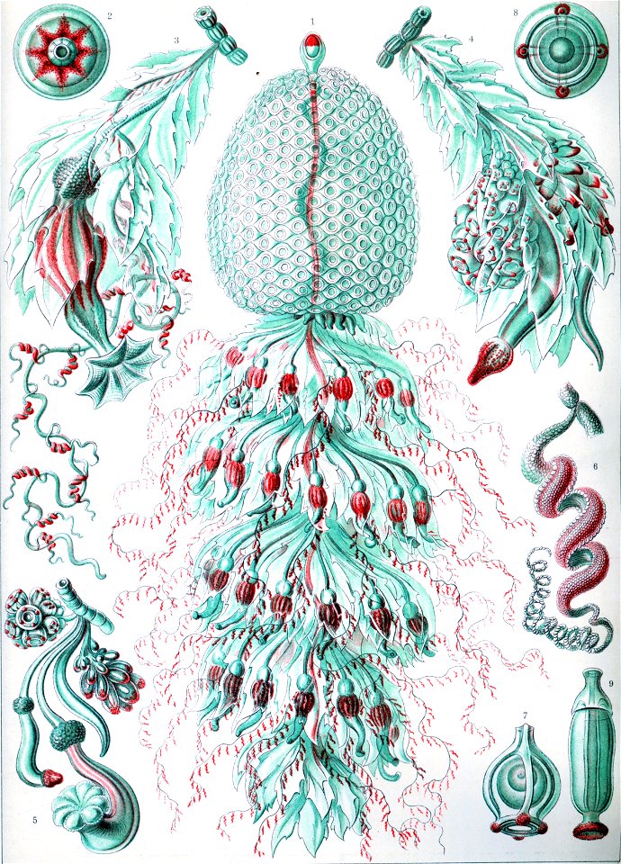 Haeckel Siphonophorae 59