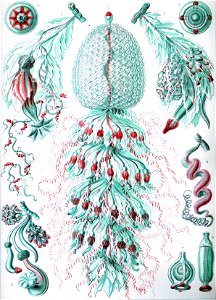 Haeckel Siphonophorae 59
